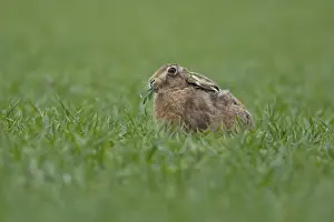 Grain: European brown hare (Lepus europaeus) adult animal feeding in a farmland cereal field in springtime