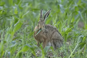 Rabbit: European brown hare (Lepus europaeus) adult animal feeding in a farmland maize field in summer