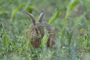 Rabbit: European brown hare (Lepus europaeus) adult animal feeding in a farmland maize field in summer