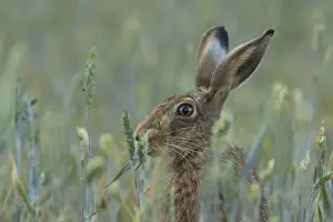 Wheat: European brown hare (Lepus europaeus) adult animal feeding in a farmland wheat field in summer