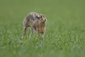 Grain: European brown hare (Lepus europaeus) adult animal stretching in a farmland cereal field