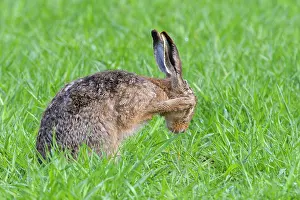 Cleanse: European brown hare (Lepus europaeus) on cornfield