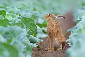 Capparales: European Brown Hare (Lepus europaeus) in Green Cabbage