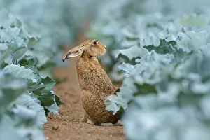 Capparales: European Brown Hare (Lepus europaeus) in Green Cabbage