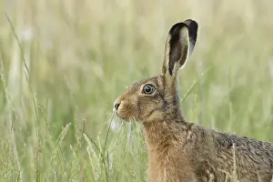 Rabbit: European brown hare (Lepus europaeus) head portrait adult animal in a farmland field in summer