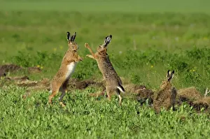 Boxing: European Brown HARE - mating season - males fighting