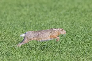 Holstein: European Brown Hare motion