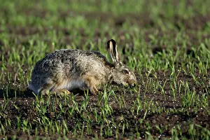 Nibbling: European Brown HARE - nibbling young corn shoots