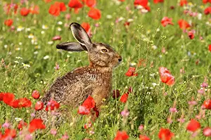 Jackrabbit: European / Brown Hare - in poppy field