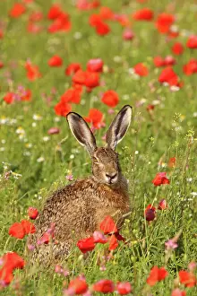 Jackrabbit: European / Brown Hare - in poppy field
