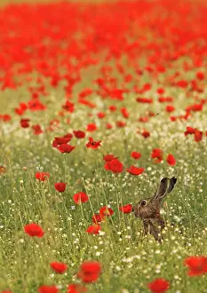 Jackrabbit: European / Brown Hare - in poppy field