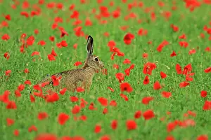 European / Brown Hare in Poppy meadow