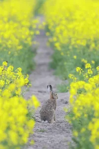 Hare: European Brown Hare rape