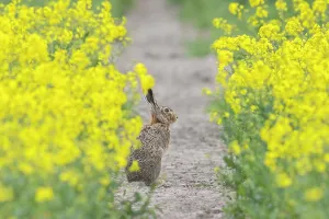 Hare: European Brown Hare rape