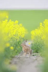 Hare: European Brown Hare rape