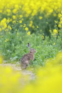 Hare: European Brown Hare rape
