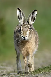Nervous: European Brown Hare - Running