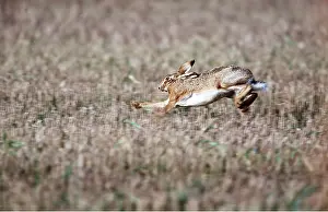 Hares: European Brown HARE - running