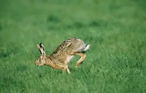 European Brown HARE - running through field