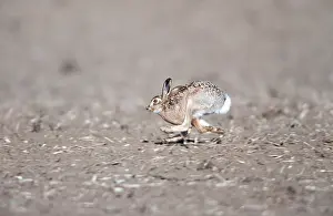 Speed: European Brown HARE - running, legs crossed