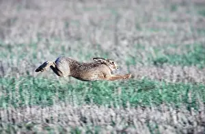 Speed: European Brown HARE - running, mid-air