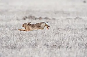 Speed: European Brown HARE - running at speed