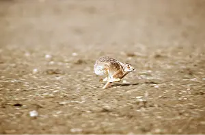 Speed: European Brown HARE - running at speed