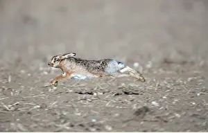 Speed: European Brown HARE - running over stubble field