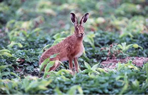 Hares: European Brown HARE - sitting up, alert