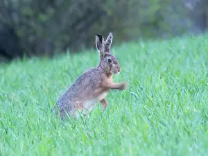 Humorous: European brown Hare, sitting upright on a meadow