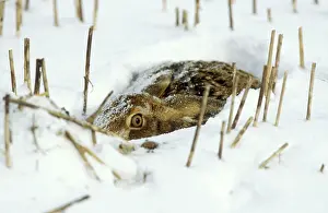 Crouching: European Brown HARE - in the snow