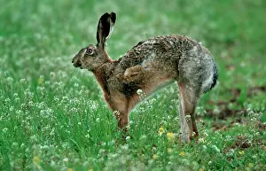 Purse: European Brown HARE stretching in flowers