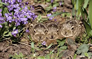 Hares: European Brown HARE- x three young