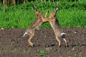 Wrestling: European Brown HARES boxing - mating season