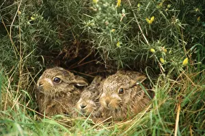 Huddled: European Brown HARES - x three leverets