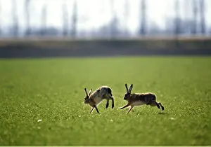 Hares: European BROWN HARES - x two, leaping