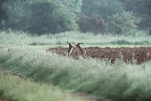Chris Knights: European Brown HARES - x two, pre-courtship boxing