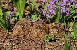 Huddled: European Brown HARES - X3 leverets (young) among