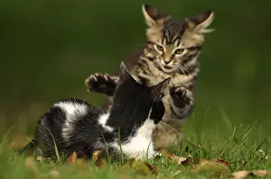 Playfighting: European brown tabby cat female and black and white male