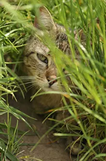 Turfs: European brown tabby cat with long hair hidden in the grass