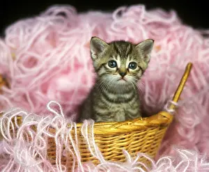 Whool: European Brown Tabby Domestic Cat, Kitten standing on Whool
