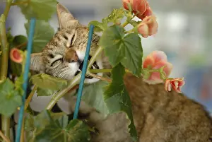Tools: European cat eating a rod Geranium France