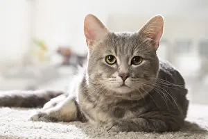 310118: European cat indoors