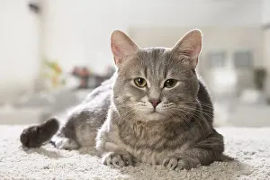310118: European cat indoors