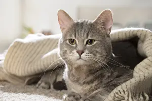 310118: European cat indoors
