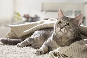 310118: European cat indoors