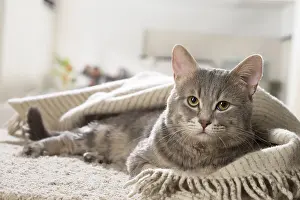 310118: European cat indoors