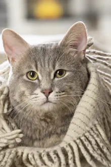 310118: European cat indoors