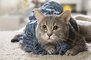 310118: European cat indoors