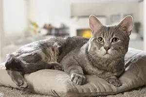 310118: European cat indoors